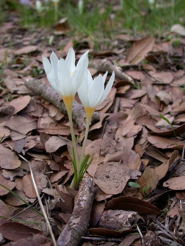 Crocus ochroleucus by Gideon Pisanty for Wikipedia