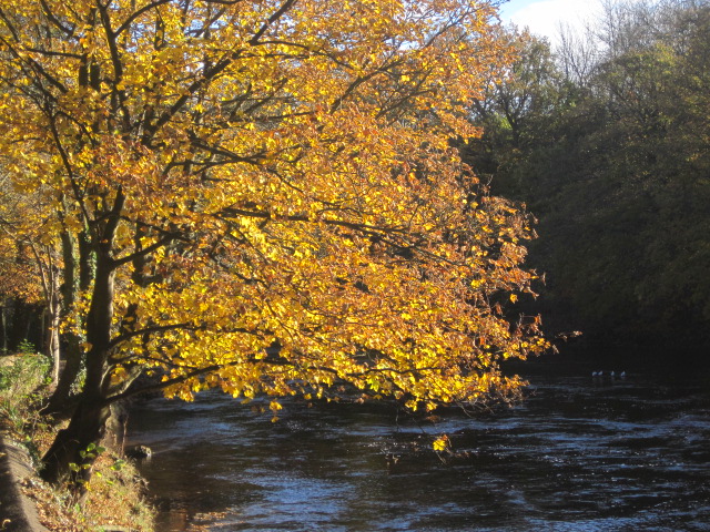 The Autumn colour in Richmond