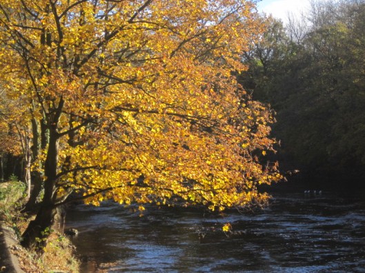 The Autumn colour in Richmond