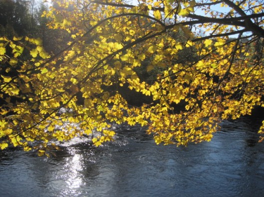 And glints through the leaves in Autumn