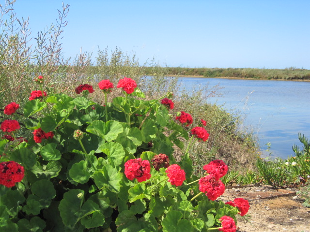 The salt marshes at Fuzeta