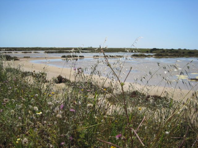 The salt marshes at Fuzeta