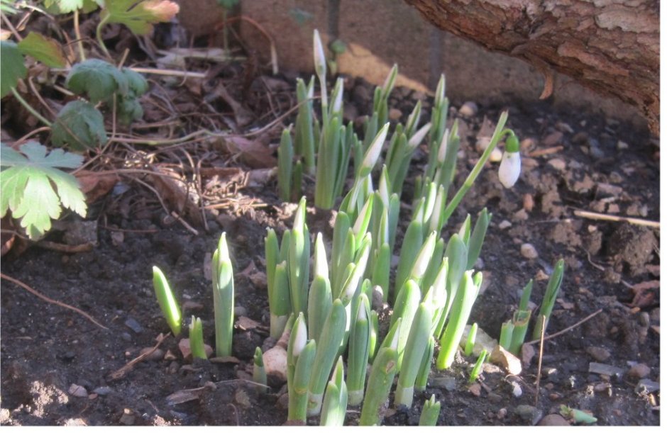Our first snowdrop 