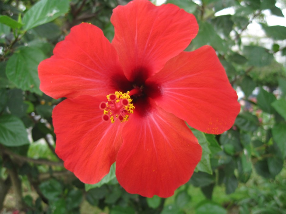 Hotter still the hibiscus