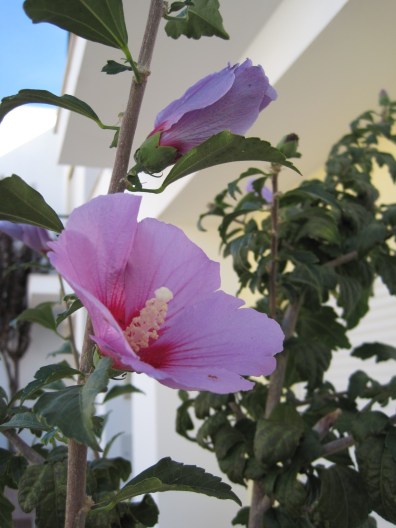 My much loved hibiscus plants