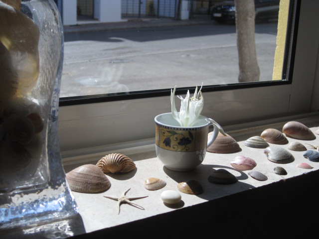 And next morning wake in my lovely Tavira home