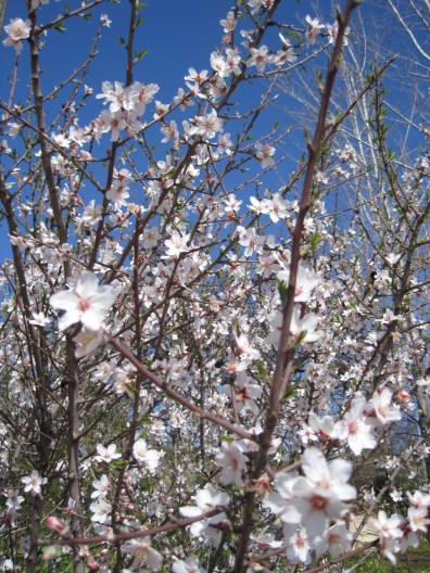 Absolutely some apple blossom