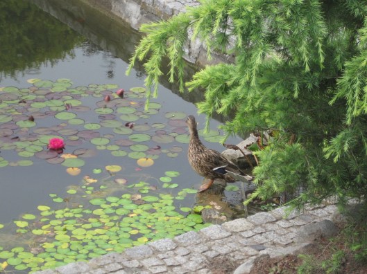 The moorhen doesn't seem to mind