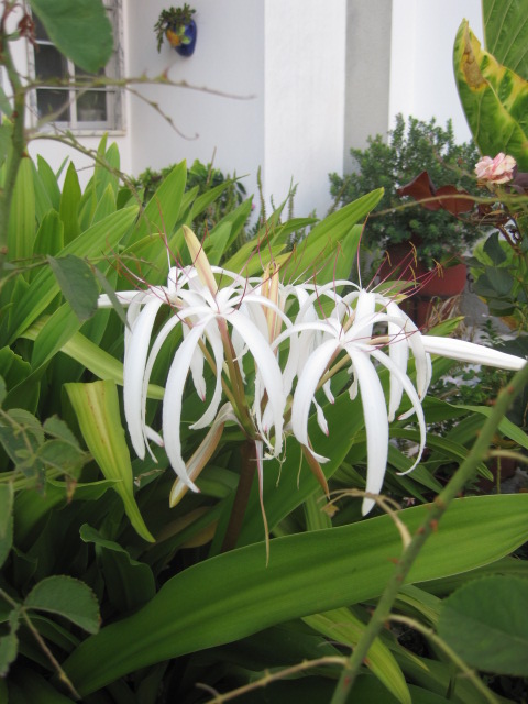 An exotic plant (don't ask me which one)