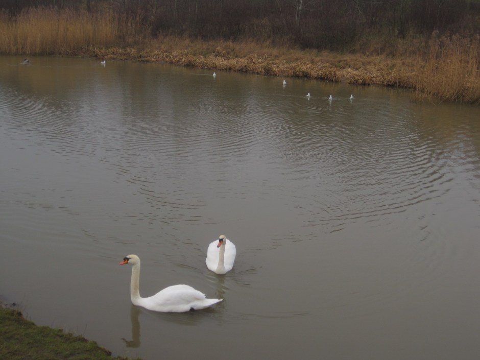 So I wandered off to see the swans instead