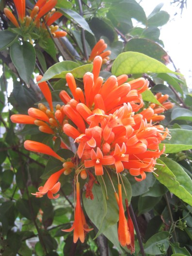 I'd have wonderful flowers in my garden