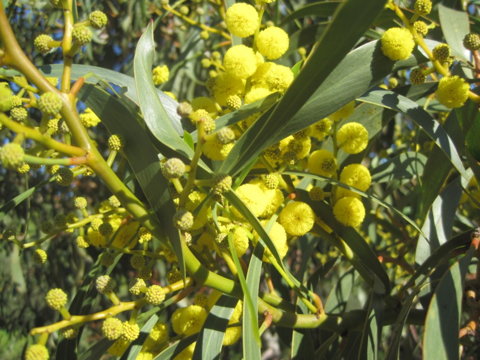 A pause to capture these. Sorry but I don't know their name.