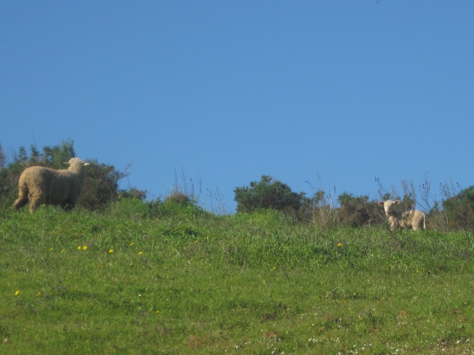 A mother and her lamb view us with caution