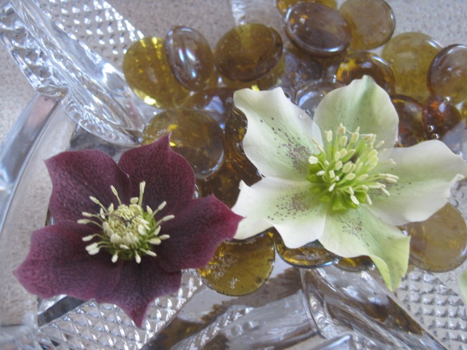 Hellebore heads floating in a bowl of water 