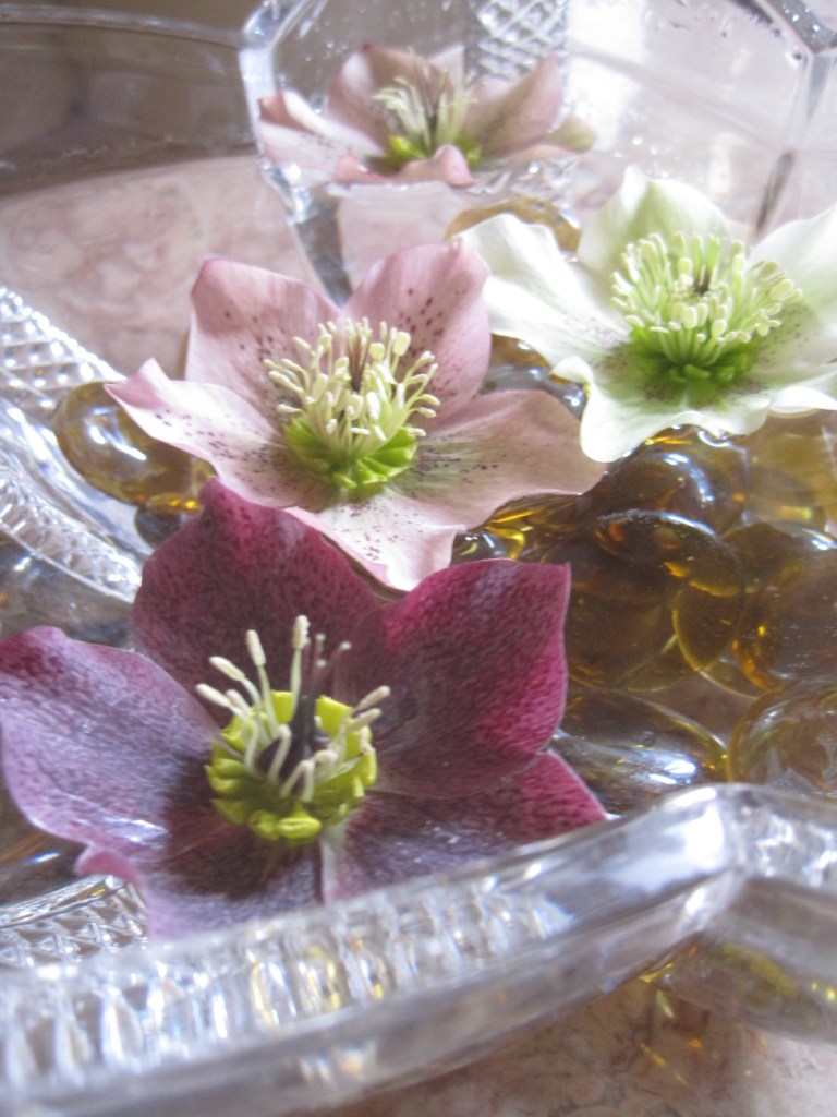 Just a few more hellebores, in retreat from our chilly garden 