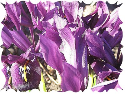Purple iris