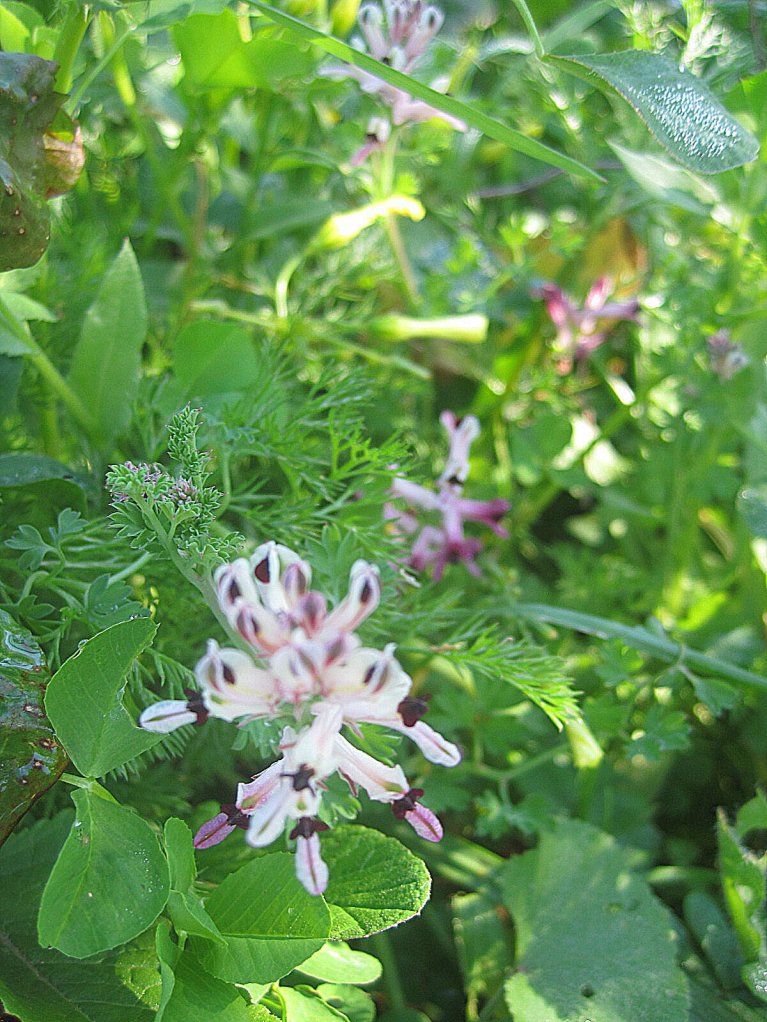 Then there's this little jewel- a wild orchid