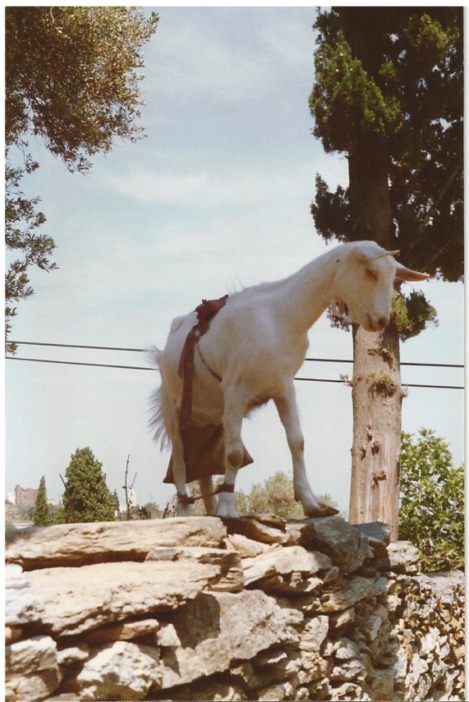 Can't go to Greece without meeting a goat or two