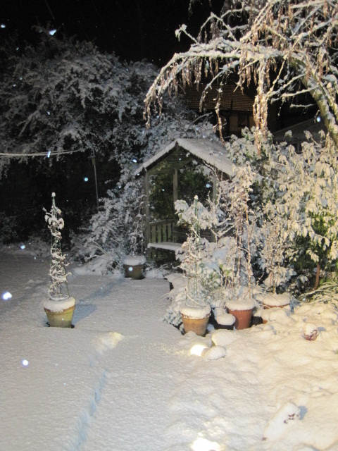 Our garden this Winter