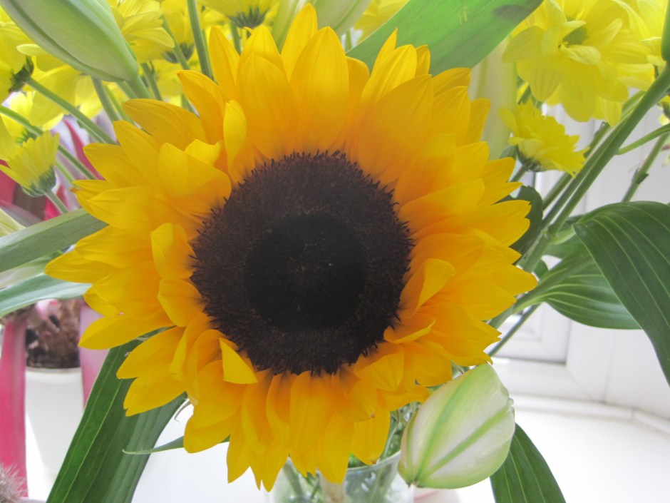 The brazen face of the sunflower