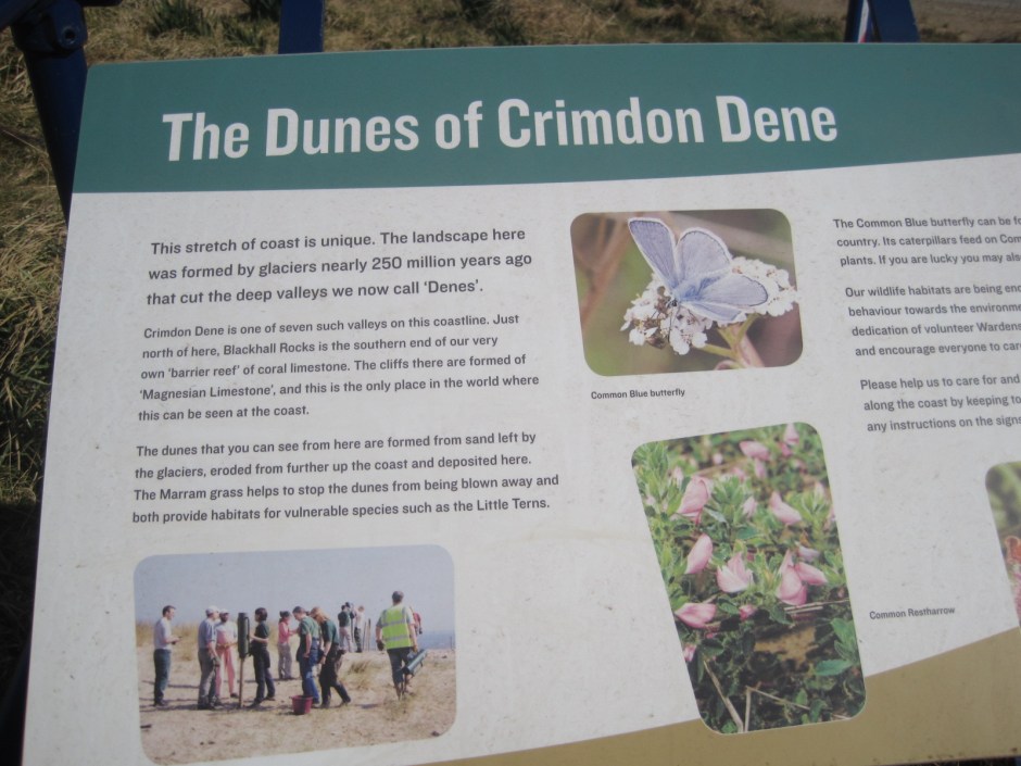 The habitat of the dunes