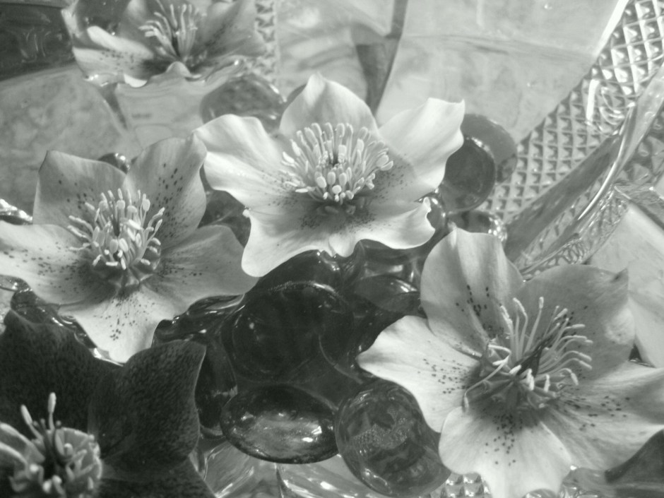 And what about my delicate hellebores?