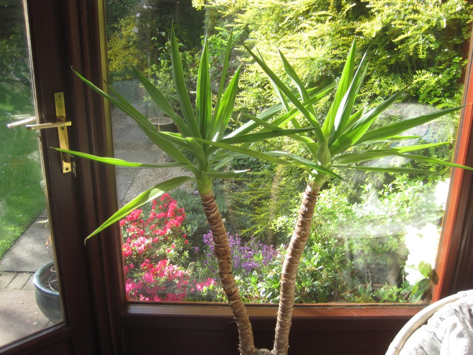 The view from the conservatory into the garden. Watch out for spiders! 