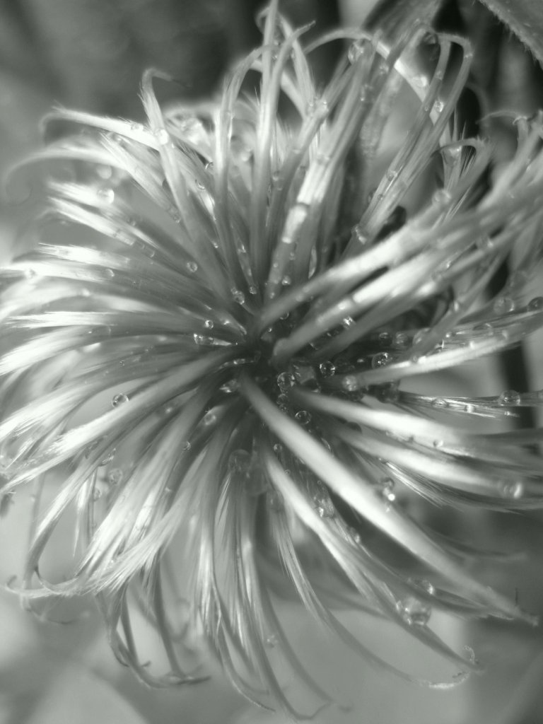 B & W flowerhead in rain