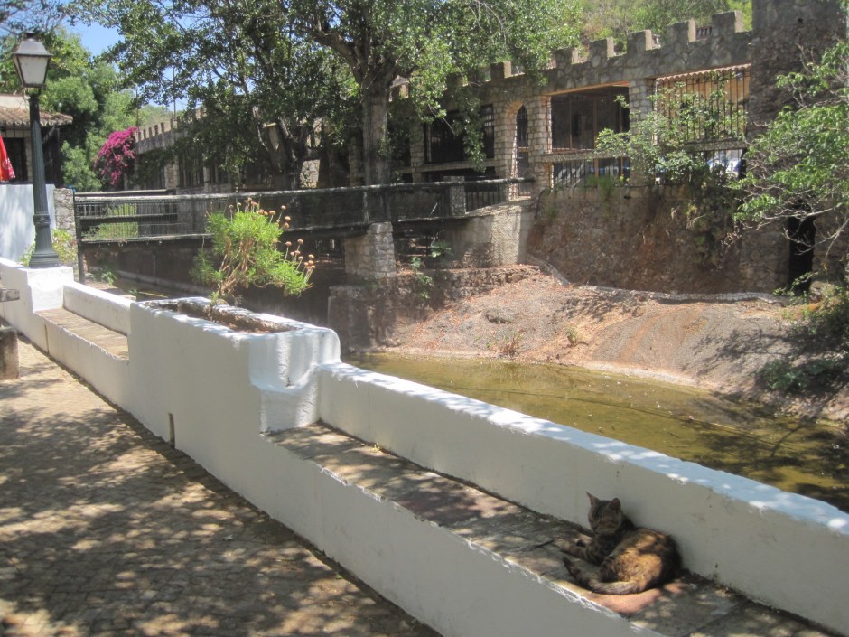 I think the cat succeeded