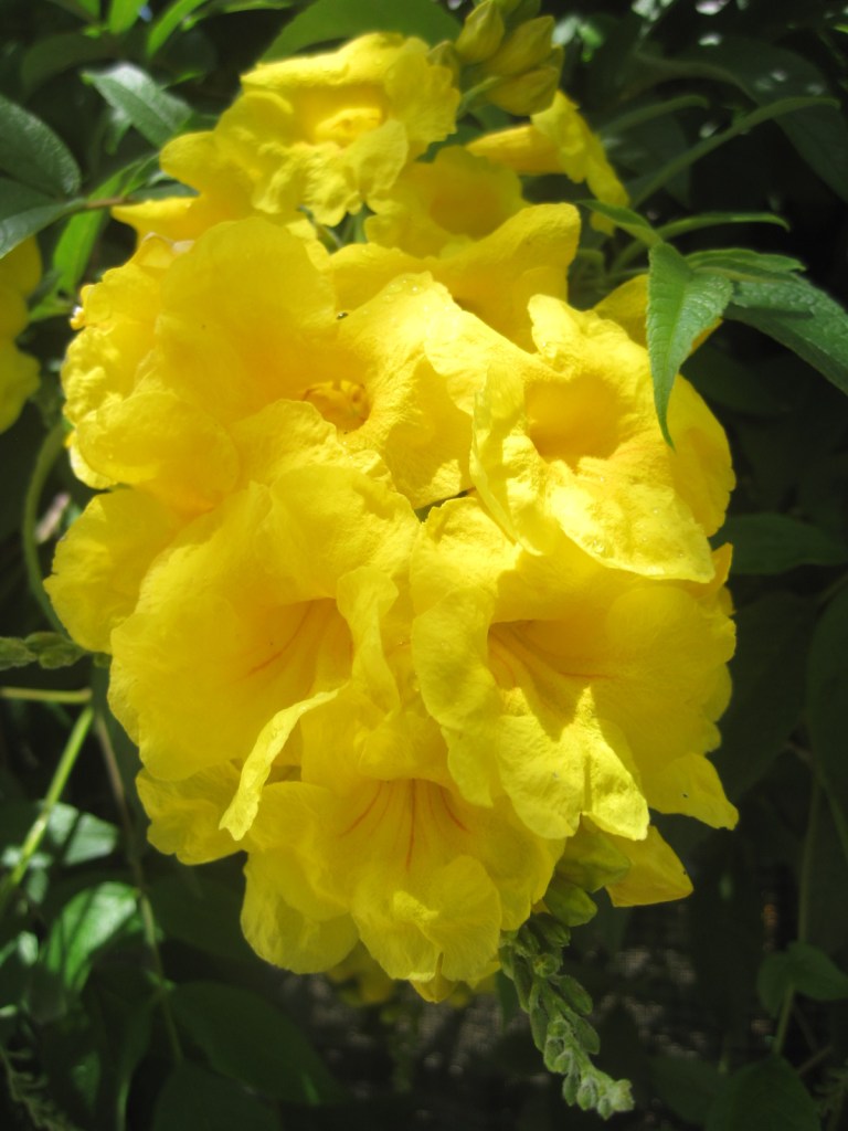 Flowers, ever present, in every season.