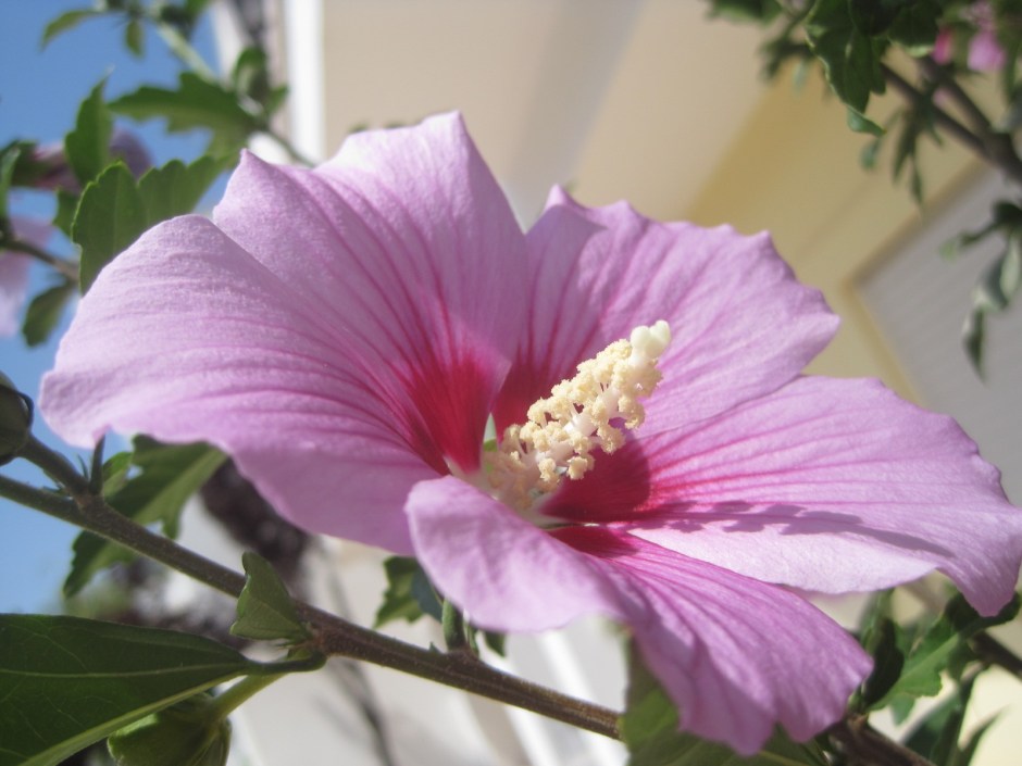 This hibiscus is planted outside our house and welcomes us back each trip.