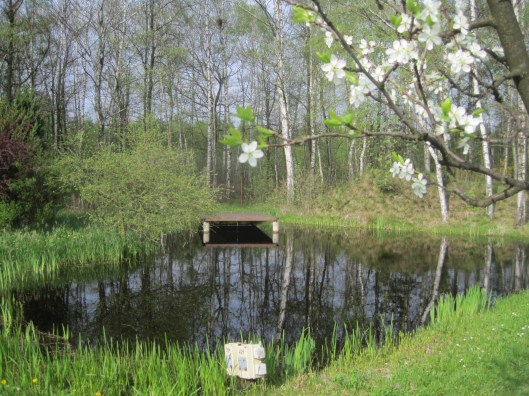 The pond at the bottom of the garden