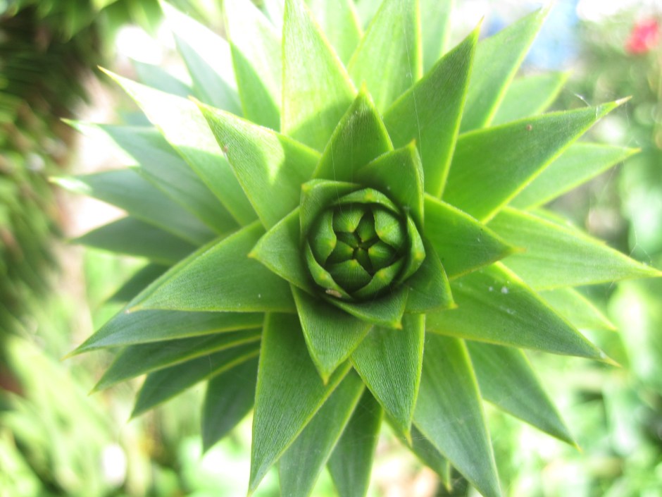 A Monkey Puzzle tree in close-up