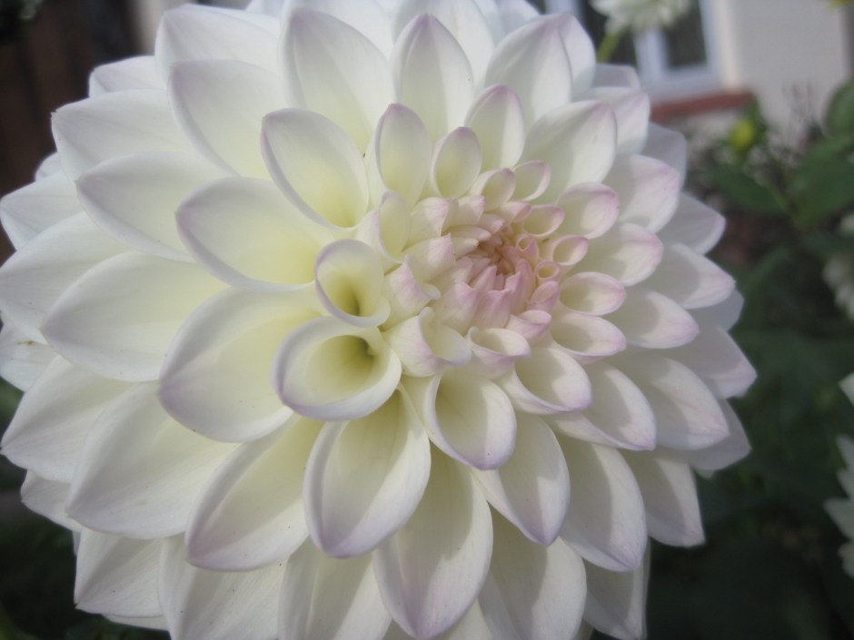 How lovely is this dahlia?  It's a huge bloom!