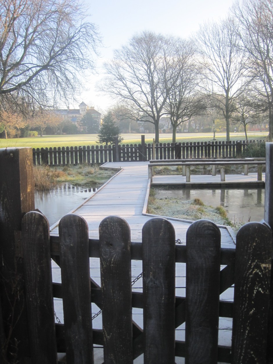 The wildlife pond was looking rather handsome