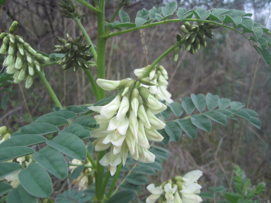 It's always amazing what you can find in the hedgerows