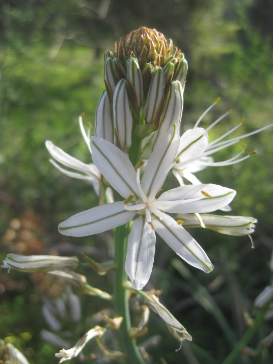 I found this pretty fellow shining in some bushes