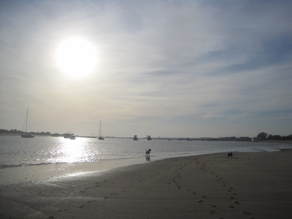 Or how about happy dogs on a sunset beach like this