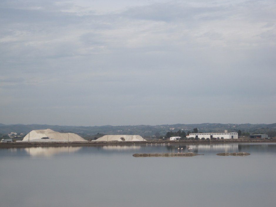 Can you see the flamingoes in the foreground?