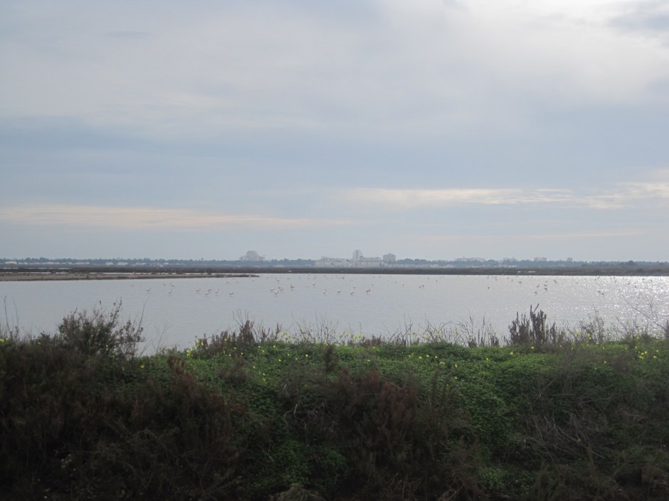 They were everywhere on the salt marshes