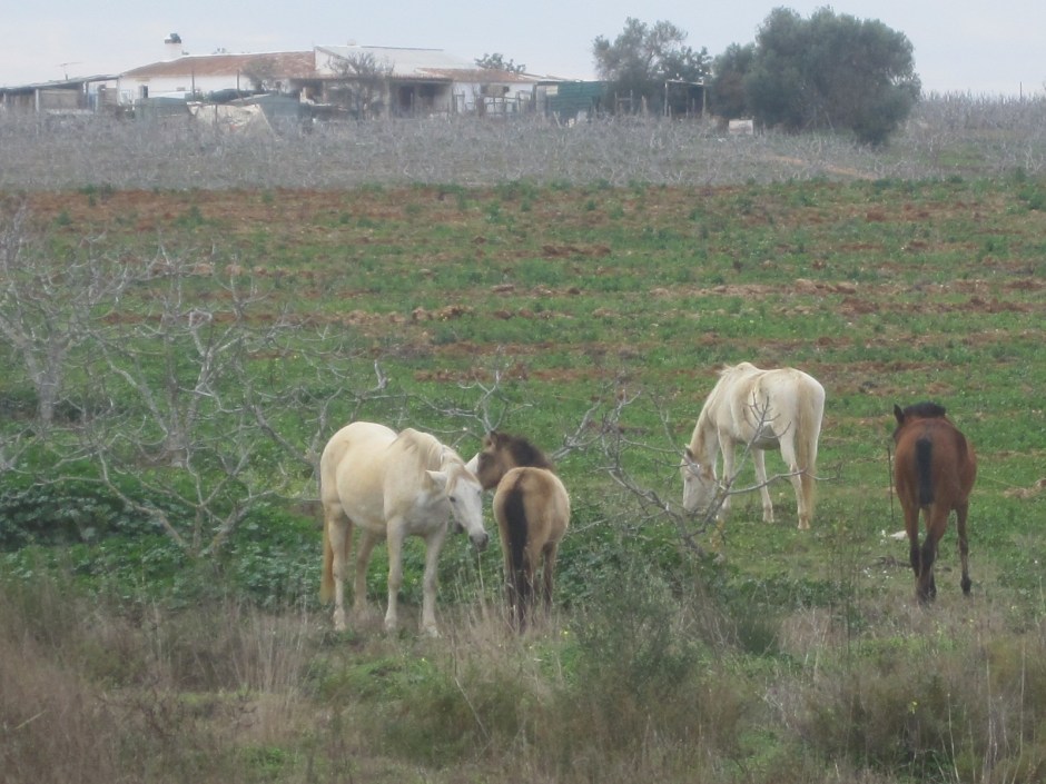 This family of horses 
