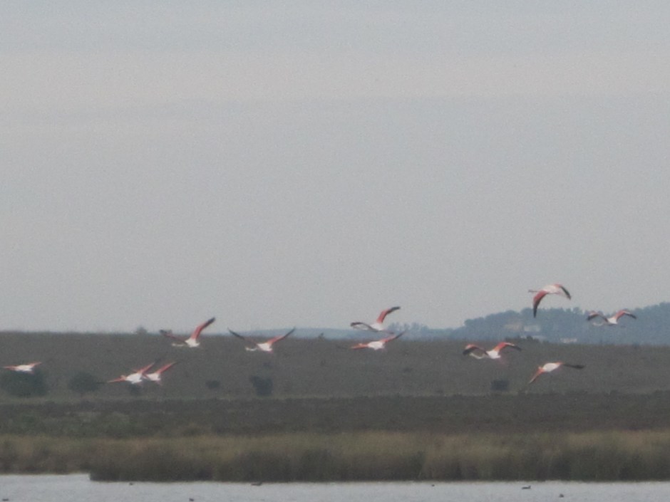 And then, that magical moment when the flamingos take flight!