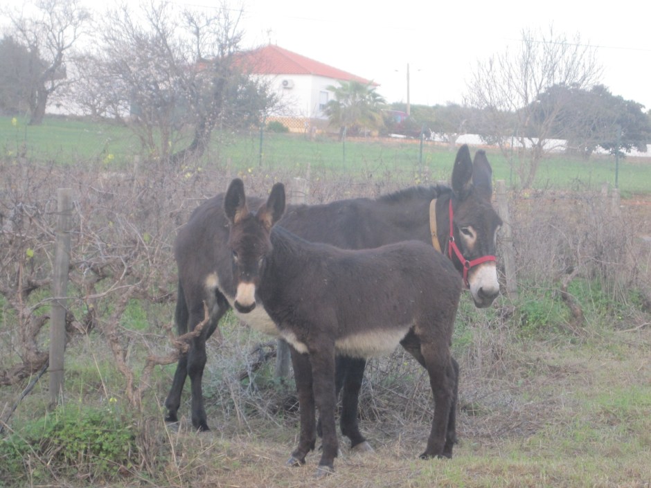 But more often, stubborn as a mule!