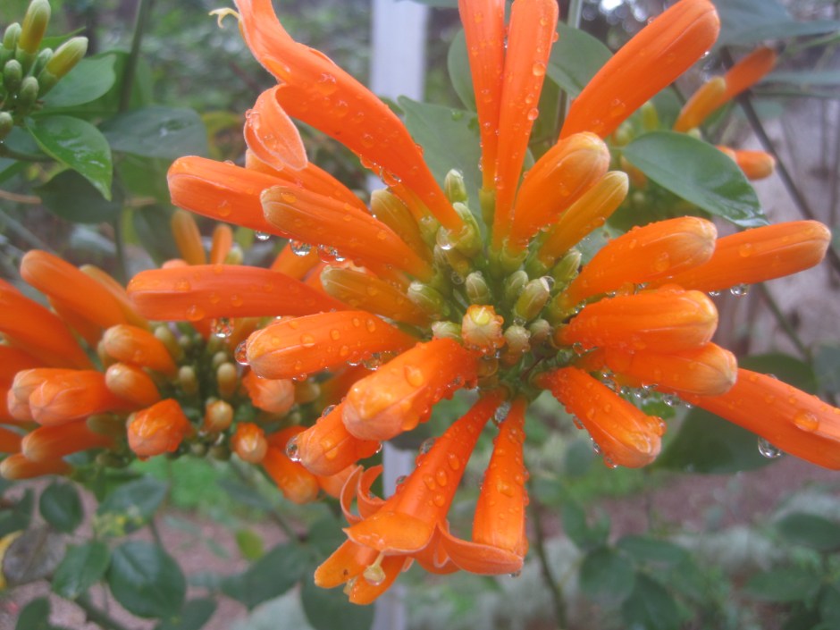 But still full of dewy promise