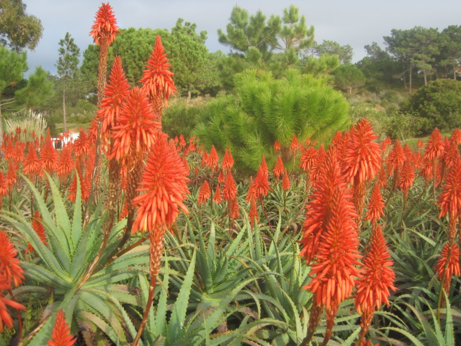 A burst of colour awaits at Quinta do Lago