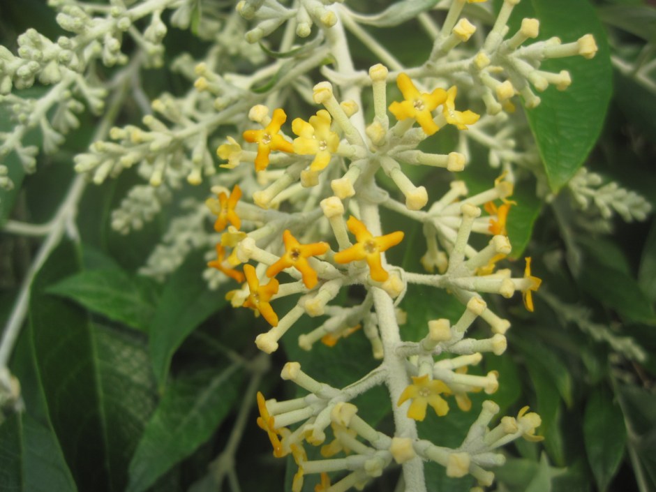 But the flora and fauna are free