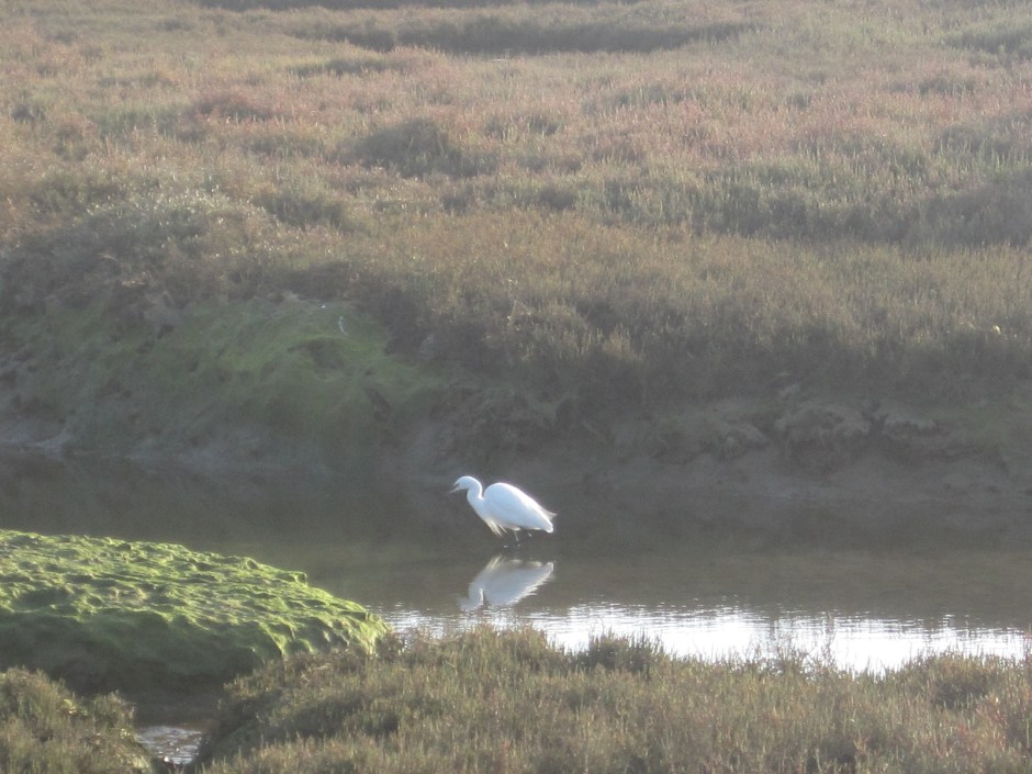 And the bird life in the marshes