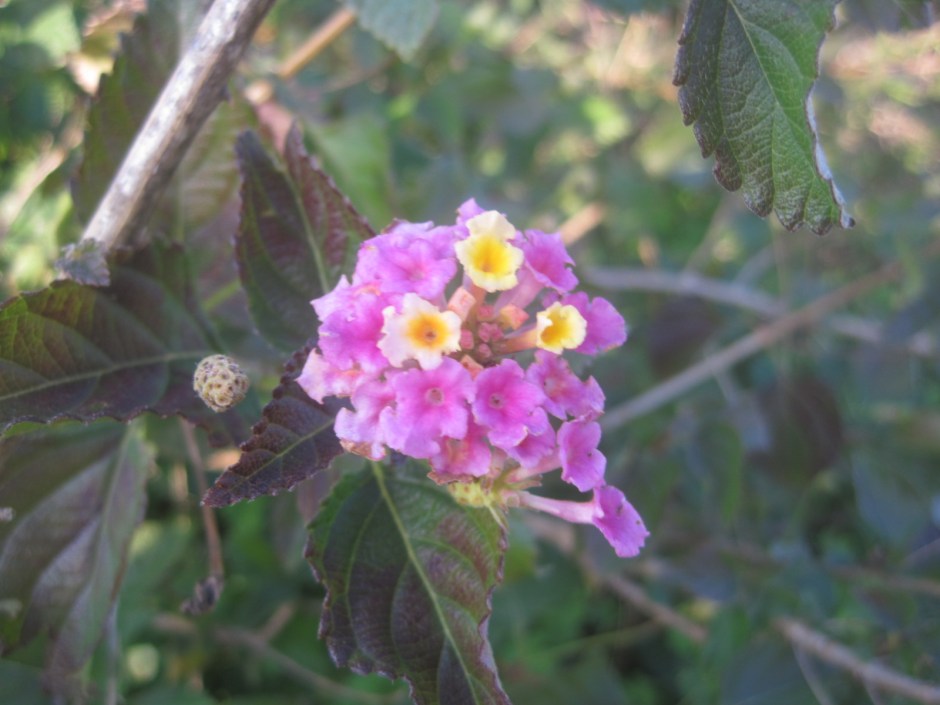 The colours melting into one another