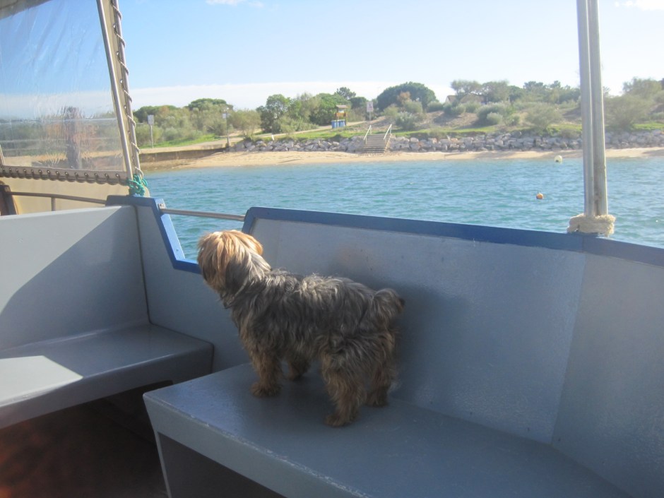 This little guy too, I think