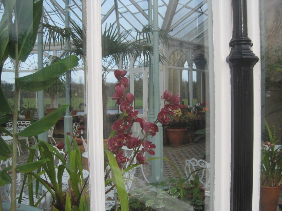 Orchids are beautiful, aren't they?